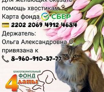 Поможем бездомным животным вместе!