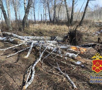 Кто ответит за незаконную рубку деревьев?